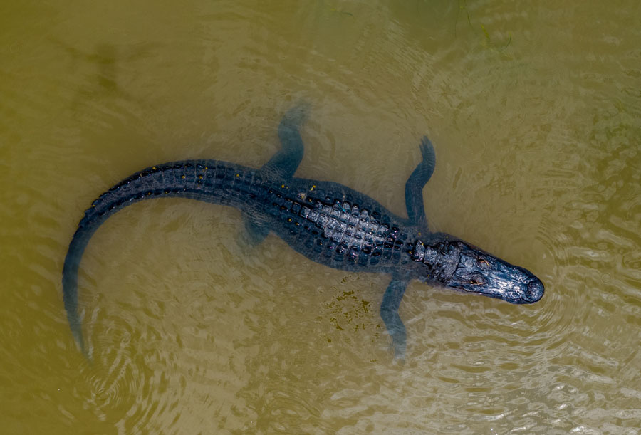 american-alligator - software - wildlife conservation - new to drones