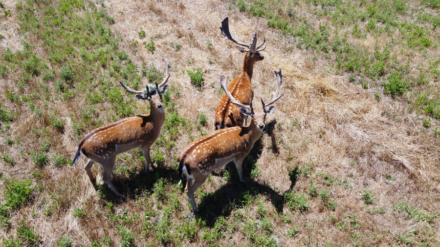 top-view-of-red-deer - software - wildlife conservation - new to drones